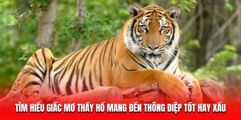 Tìm hiểu giấc mơ thấy hổ mang đến thông điệp tốt hay xấu